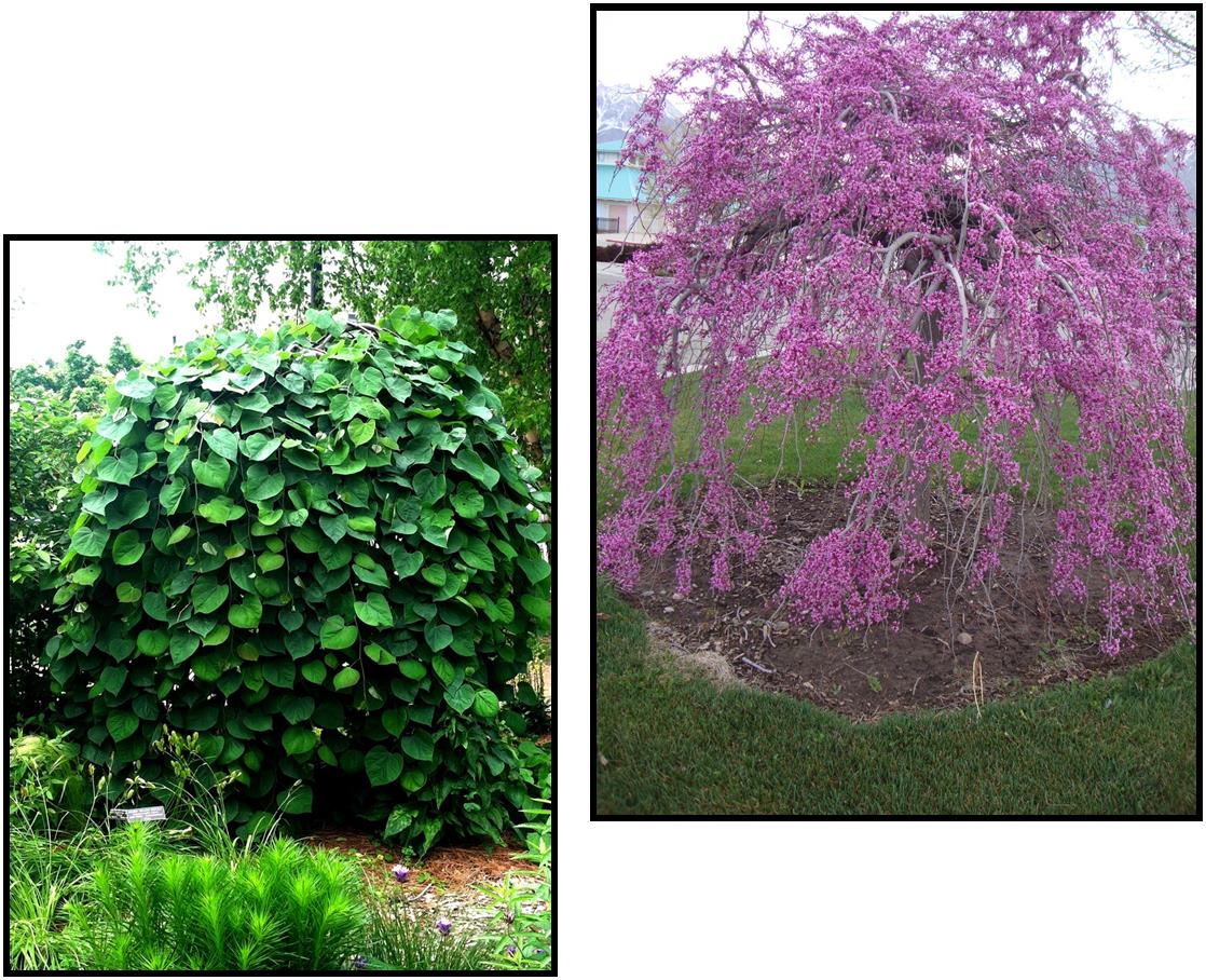 Lavender Twist Weeping Redbud Near Me