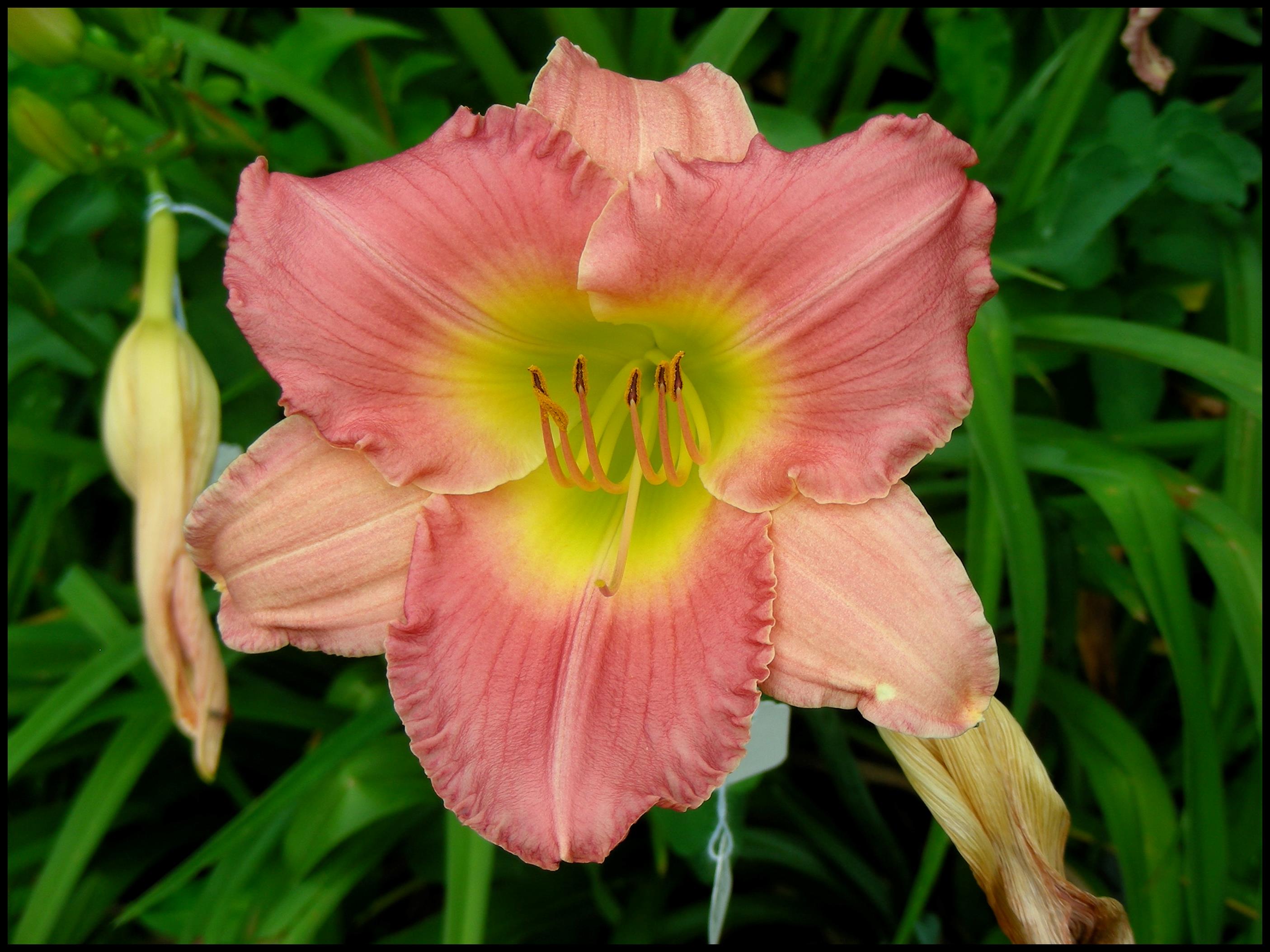 final-touch-daylily-hinsdale-nurseries