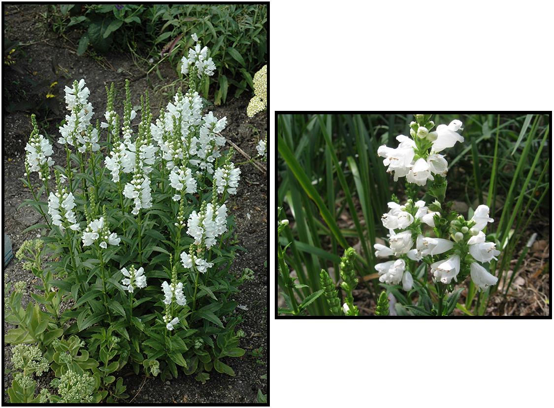 MISS MANNERS OBEDIENT PLANT Hinsdale Nurseries
