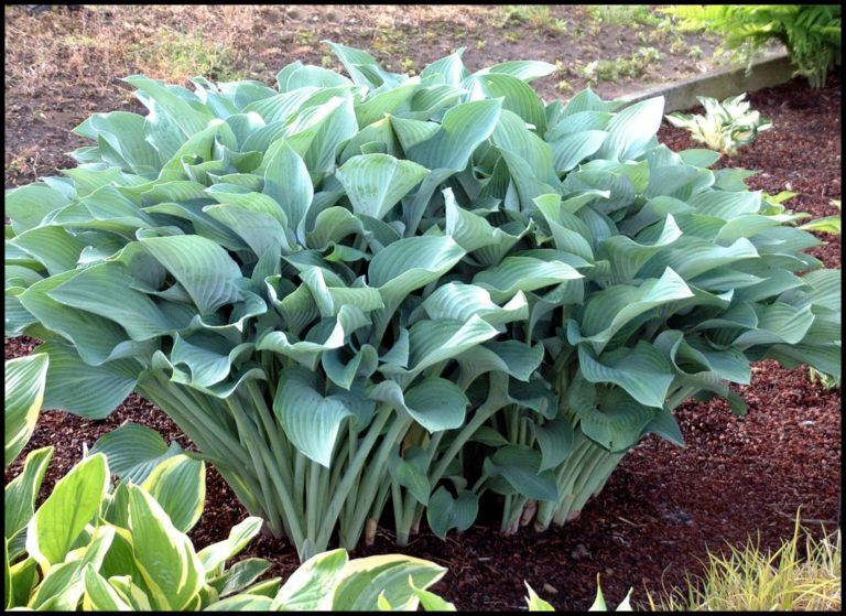 Krossa Regal Hosta Hinsdale Nurseries Welcome To Hinsdale Nurseries