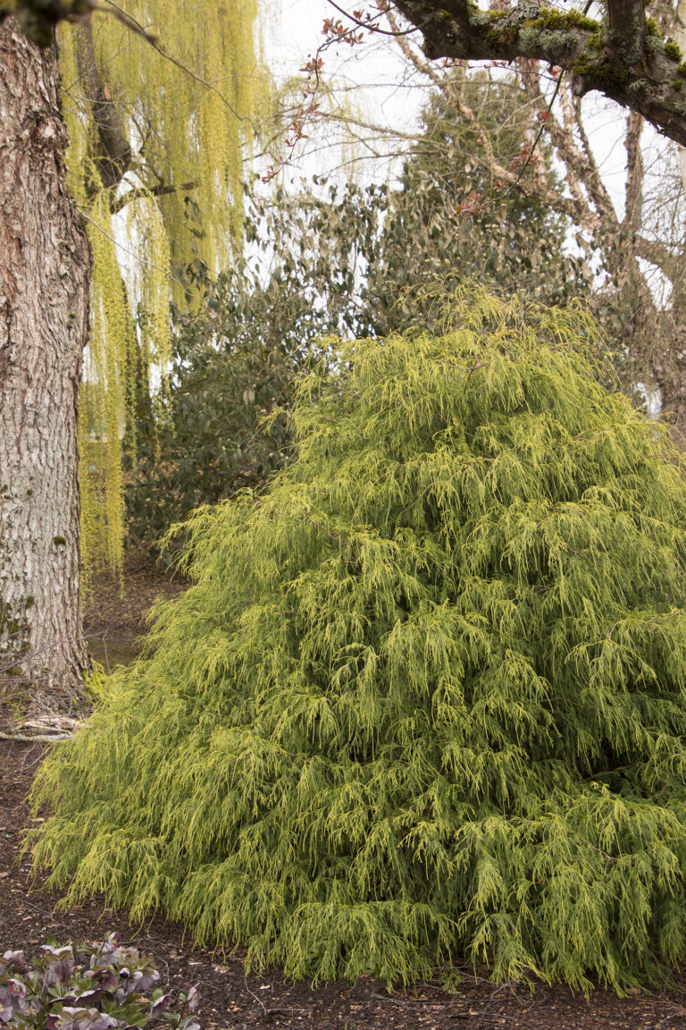 GOLDEN CHARM THREADLEAF FALSE CYPRESS Hinsdale Nurseries Welcome To