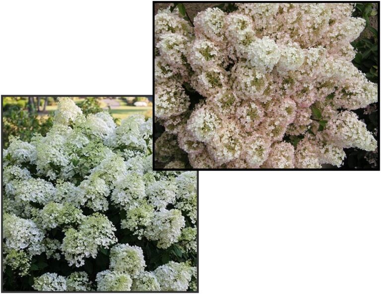 WHITE DIAMONDS HYDRANGEA Hinsdale Nurseries Welcome To Hinsdale