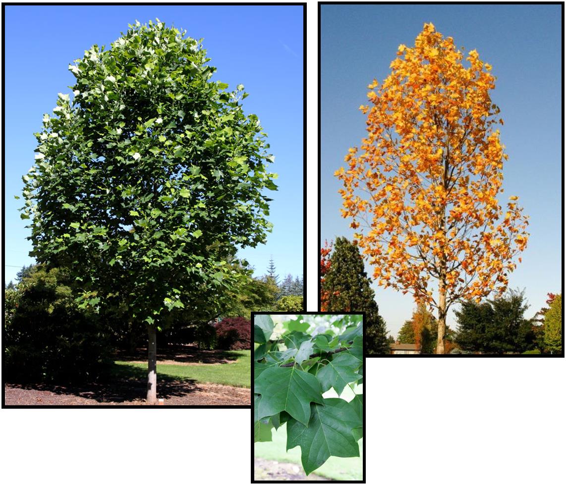 EMERALD CITY TULIP TREE Hinsdale Nurseries