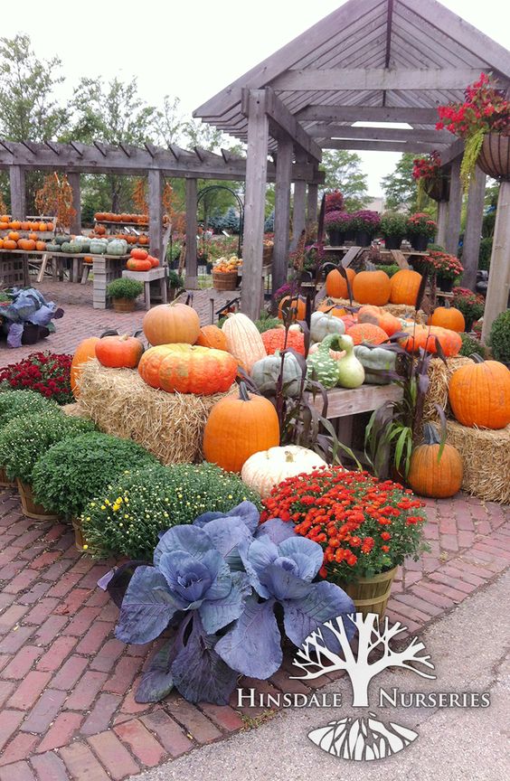 Read more about the article Gardening with Pumpkins
