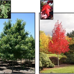 REDPOINTE RED MAPLE