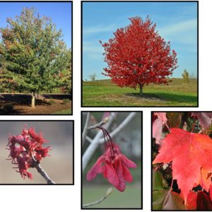 RED SUNSET RED MAPLE