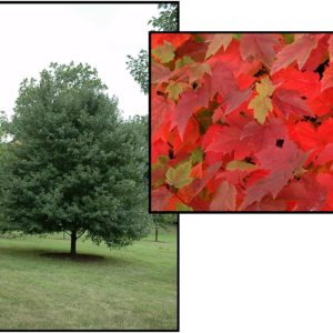 SUN VALLEY RED MAPLE