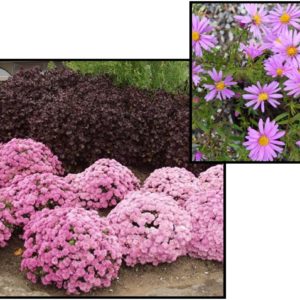 WOODS PINK ASTER