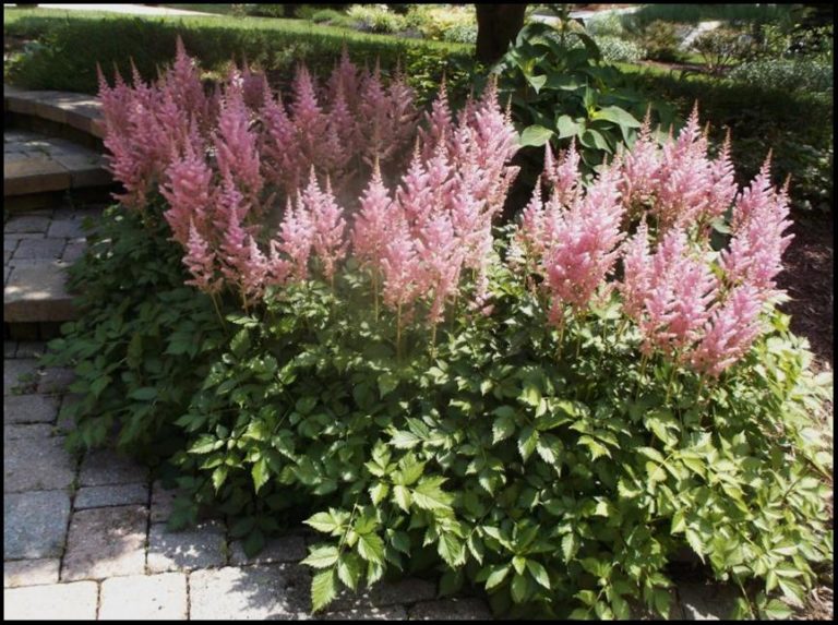 PEACH BLOSSOM ASTILBE – Hinsdale Nurseries – Welcome to Hinsdale Nurseries