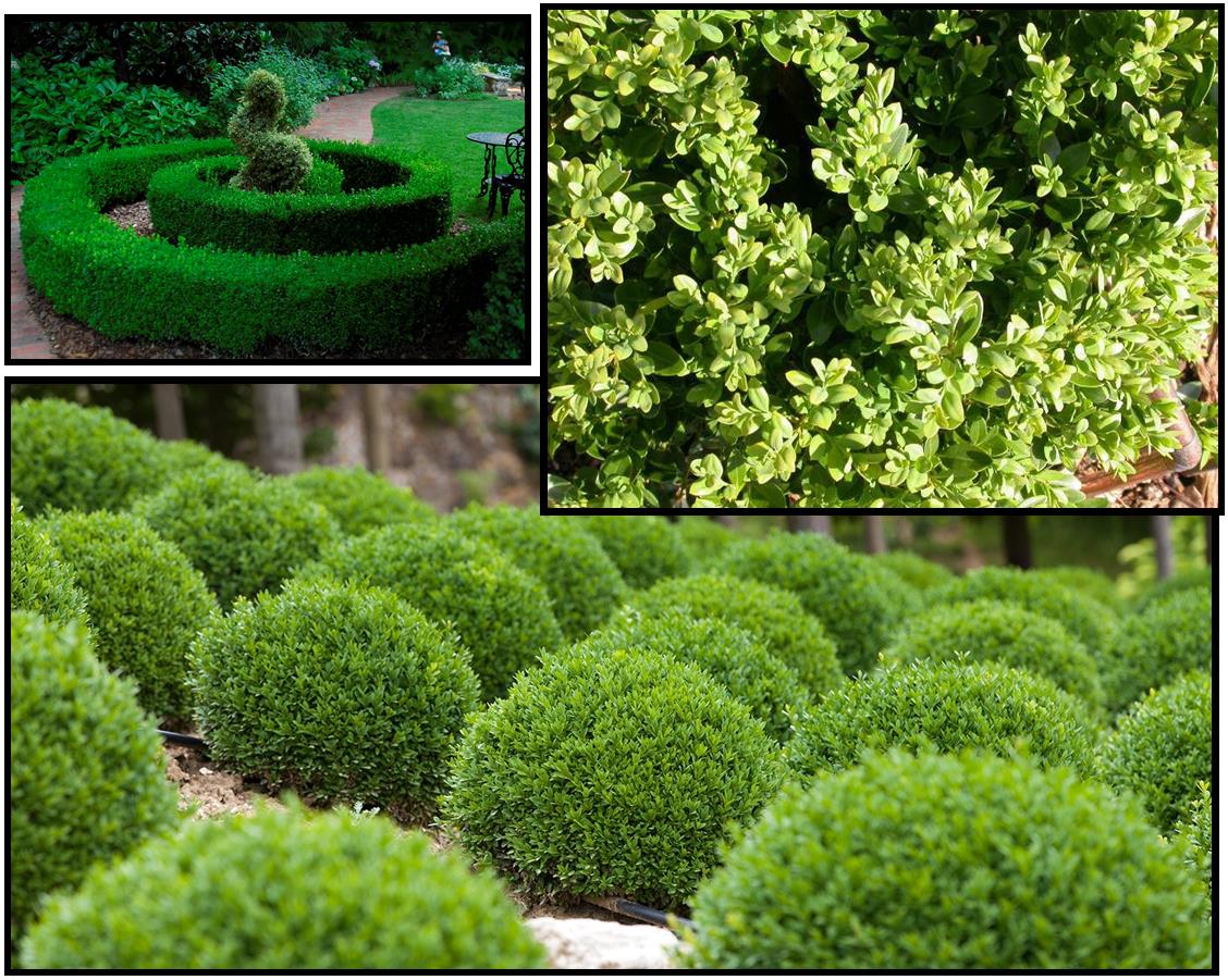 green velvet boxwood – hinsdale nurseries – welcome to hinsdale