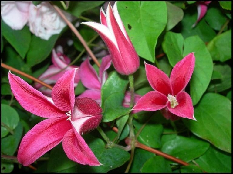 PRINCESS DIANA CLEMATIS Hinsdale Nurseries to Hinsdale