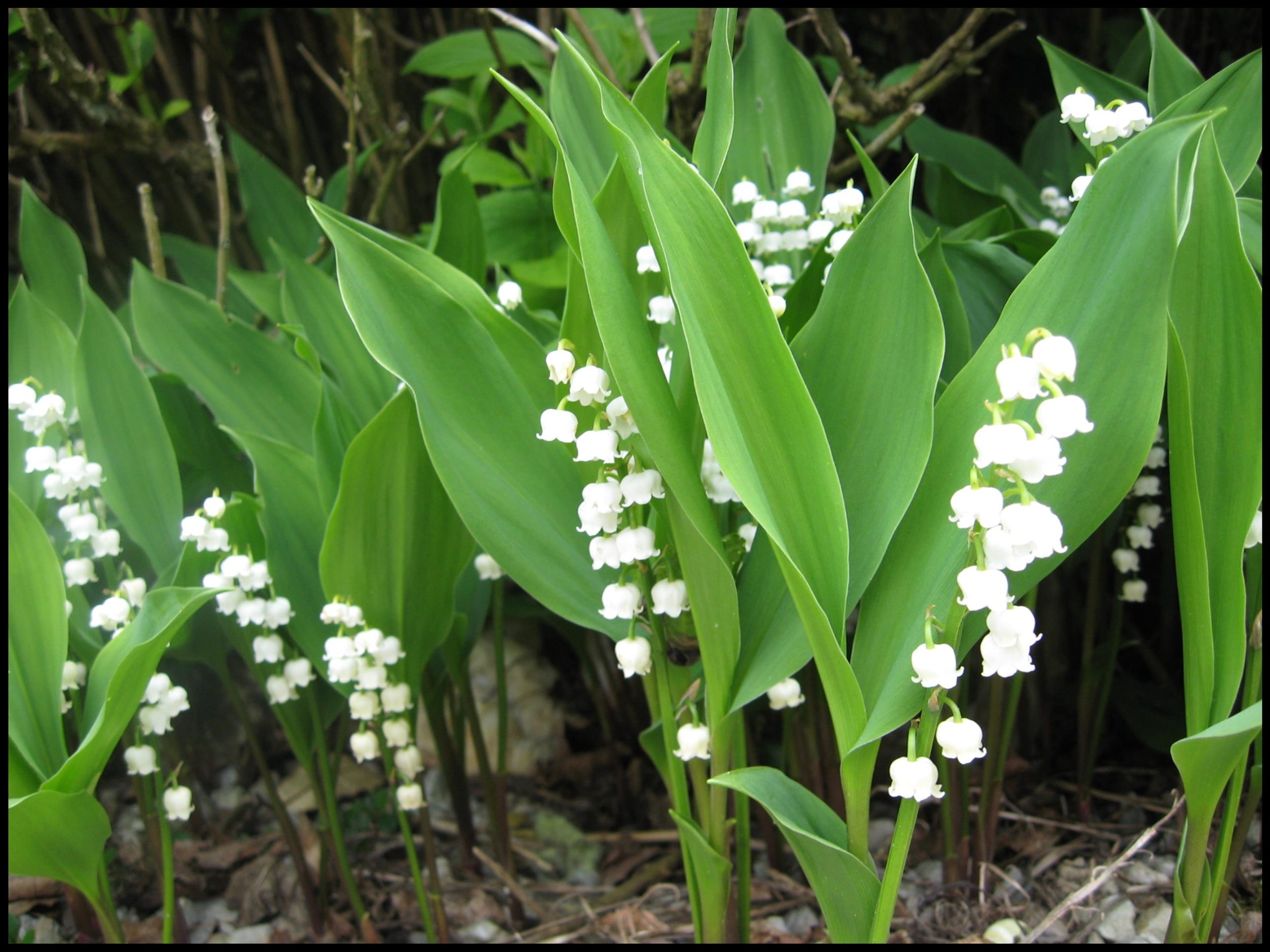 Lily Of The Valley Ground Cover