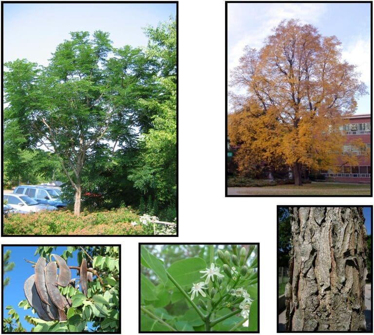 KENTUCKY COFFEE TREE Hinsdale Nurseries to Hinsdale Nurseries