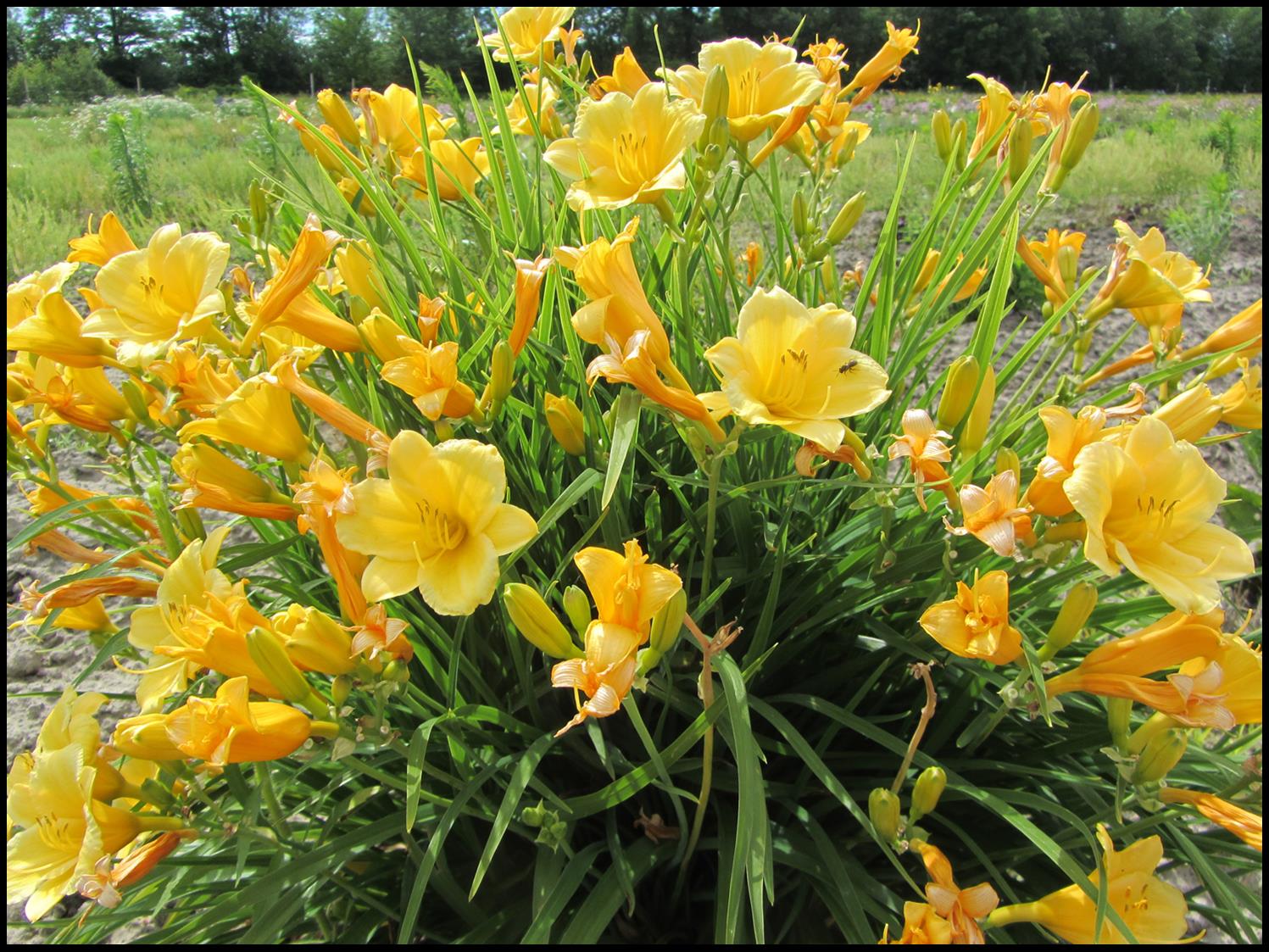 happy-returns-daylily-hinsdale-nurseries-welcome-to-hinsdale-nurseries