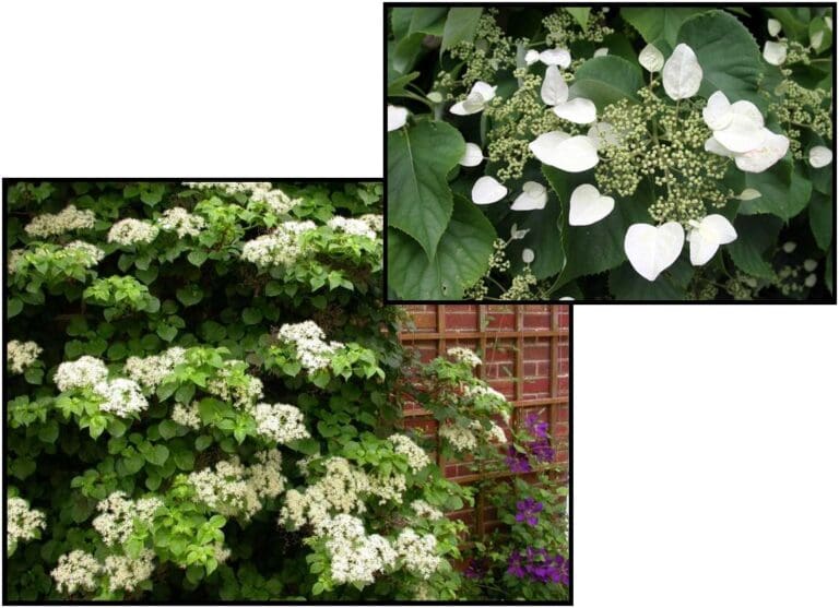 CLIMBING HYDRANGEA – Hinsdale Nurseries – Welcome to Hinsdale Nurseries