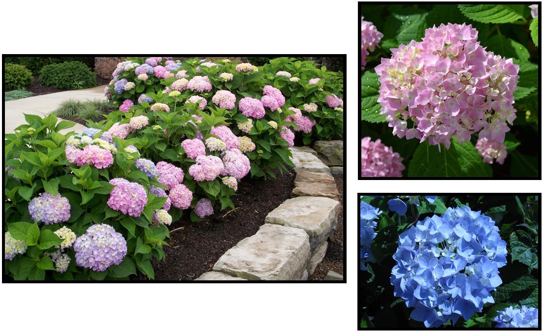 ENDLESS SUMMER HYDRANGEA – Hinsdale Nurseries – Welcome to