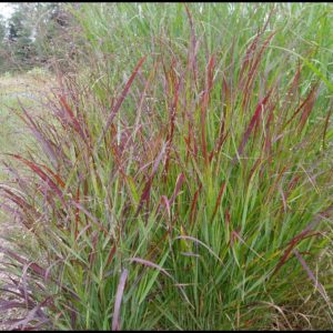 SHENANDOAH RED SWITCH GRASS