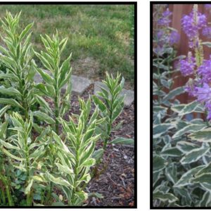 VARIEGATED OBEDIENT PLANT