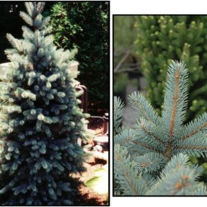 BAKERI BLUE SPRUCE