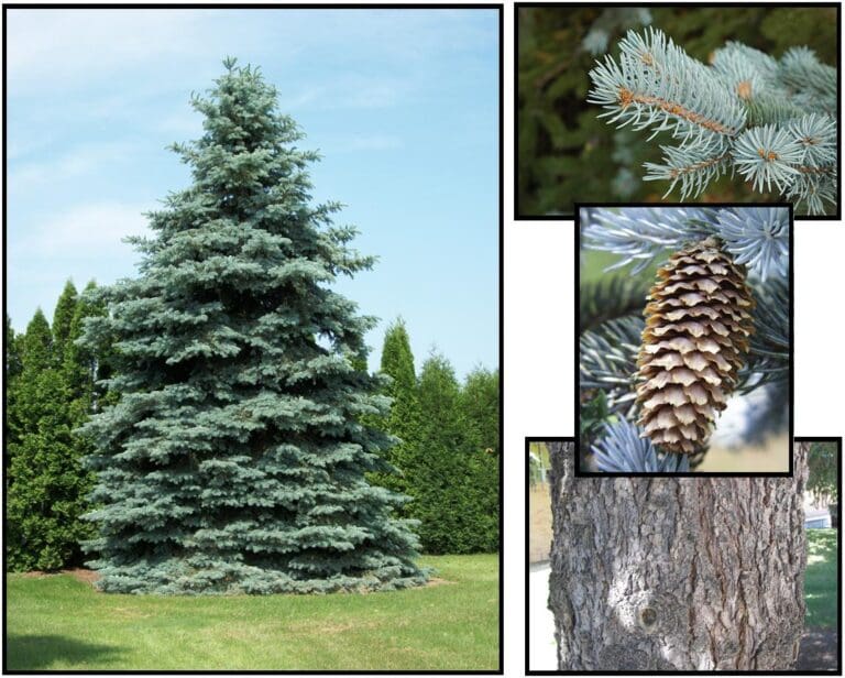 COLORADO BLUE SPRUCE – Hinsdale Nurseries – Welcome to Hinsdale Nurseries