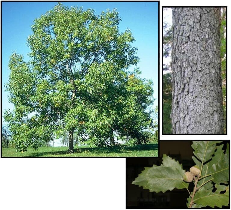 CHINKAPIN OAK Hinsdale Nurseries to Hinsdale Nurseries