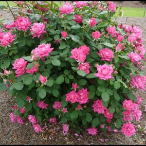 KNOCK OUT ROSE PINK DOUBLE