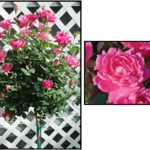 KNOCK OUT ROSE PINK DOUBLE TREE