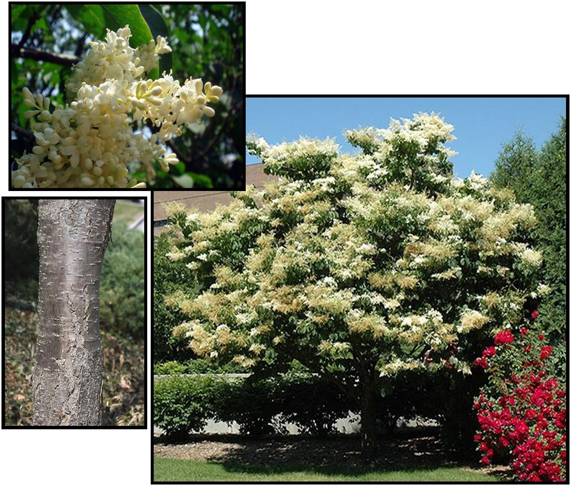 japanese tree lilac – hinsdale nurseries – welcome to hinsdale