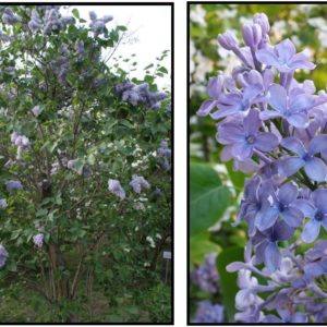 FRENCH LILAC – BLUE