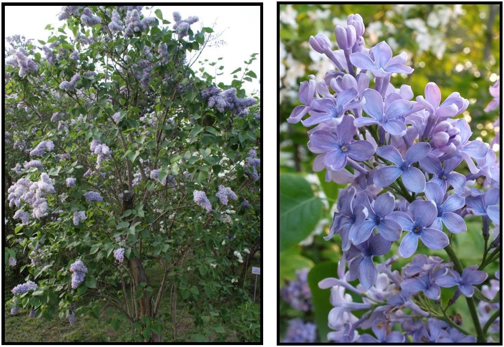 FRENCH LILAC – BLUE – Hinsdale Nurseries – Welcome to Hinsdale Nurseries