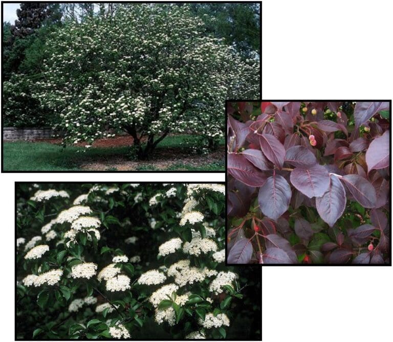 FOREST ROUGE BLACKHAW VIBURNUM Hinsdale Nurseries to