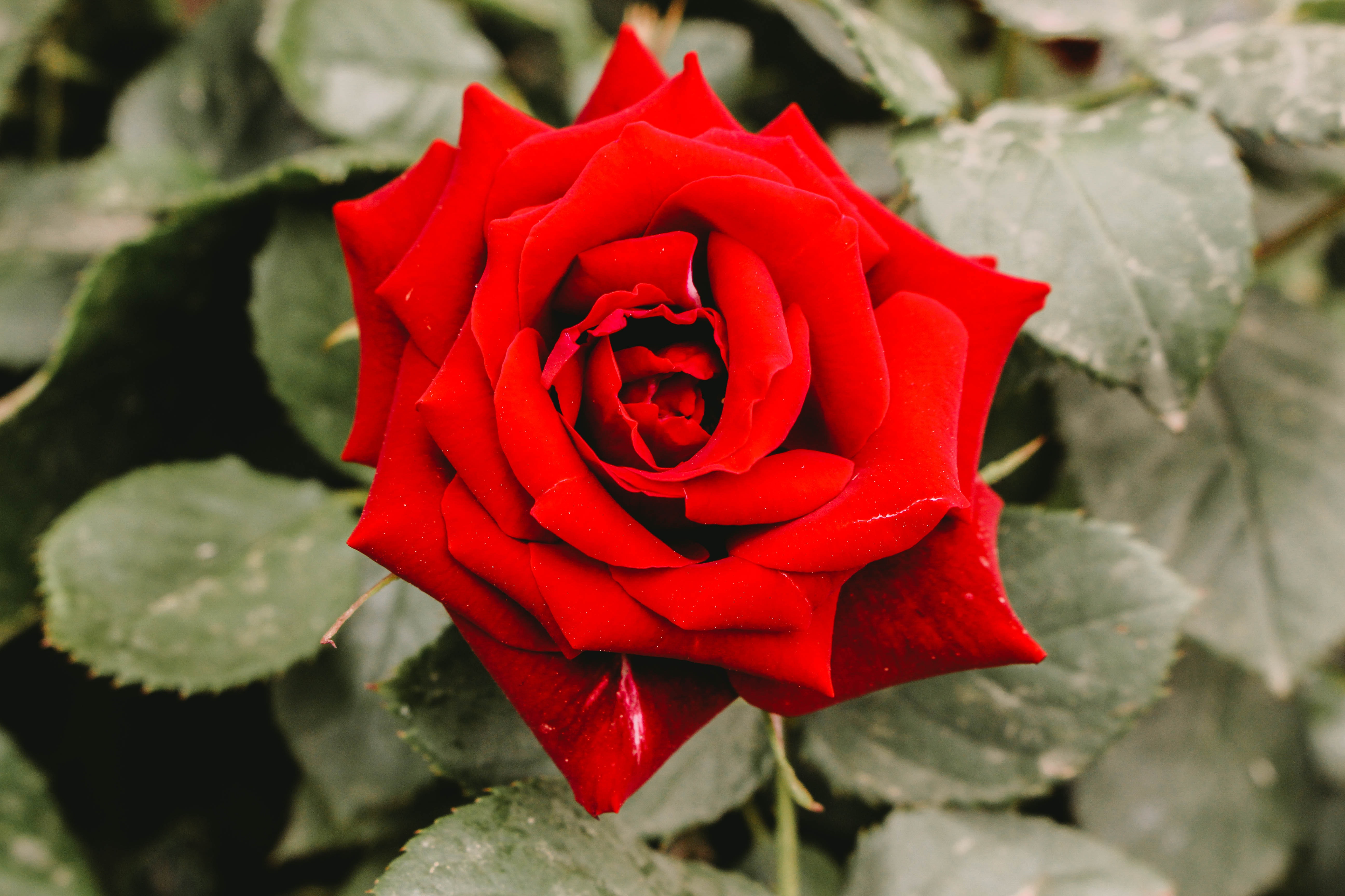 Read more about the article L Is For Your Lovely Landscaping.