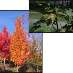 ARMSTRONG GOLD RED MAPLE