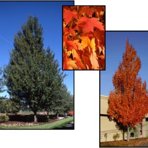 ARMSTRONG RED MAPLE