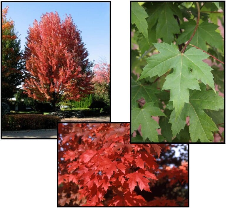 maple leaf guide services maple leaf guide services