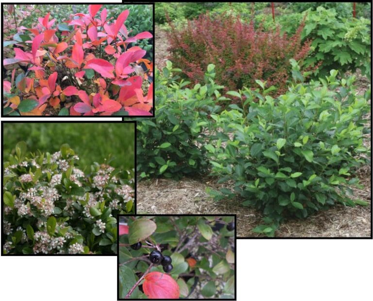 LOW SCAPE MOUND BLACK CHOKEBERRY Hinsdale Nurseries