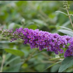 BLUE CHIP LO AND BEHOLD BUTTERFLY BUSH