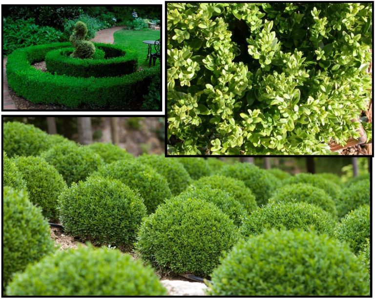 Green Velvet Boxwood Hinsdale Nurseries 