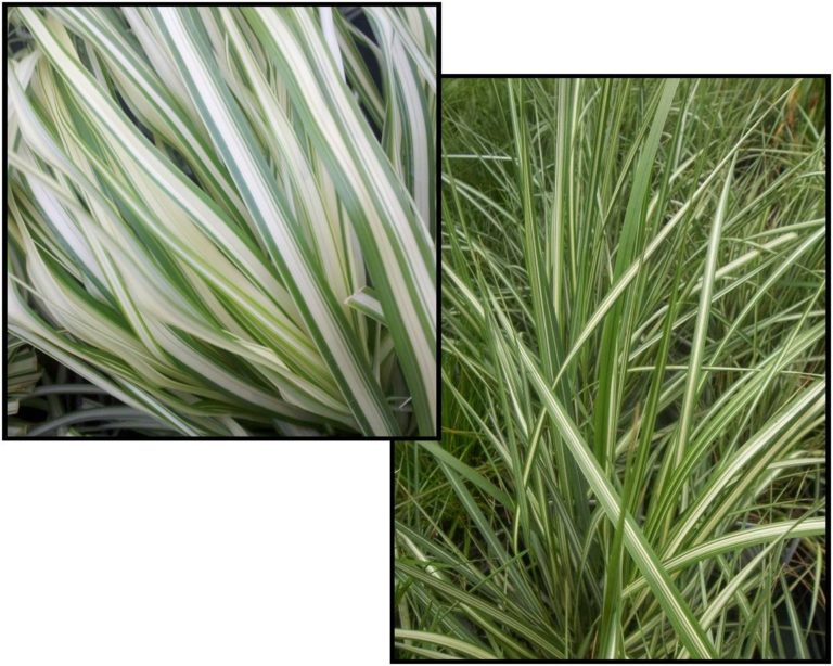 Lightning Strike Feather Reed Grass Hinsdale Nurseries