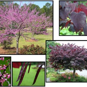 FOREST PANSY REDBUD