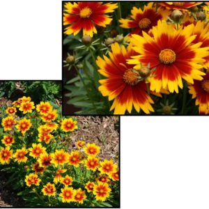 UPTICK GOLD AND BRONZE COREOPSIS