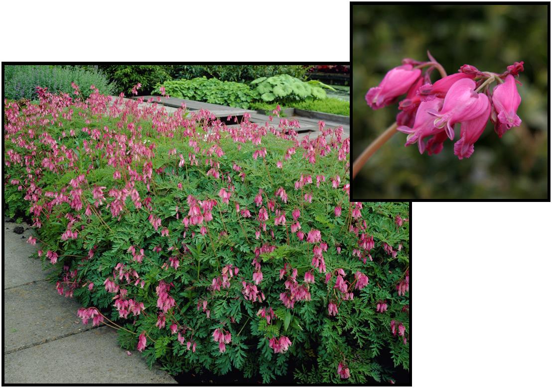 LUXURIANT BLEEDING HEART Hinsdale Nurseries