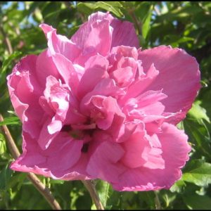 ROSE OF SHARON COLLIE MULLENS
