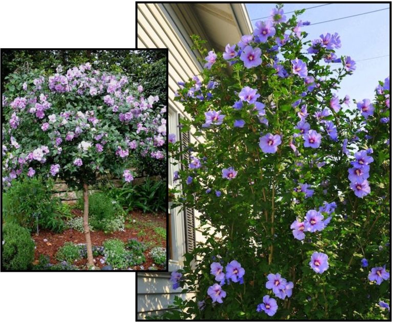 Rose Of Sharon Purple Hinsdale Nurseries 