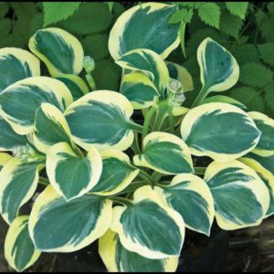 MIGHTY MOUSE HOSTA