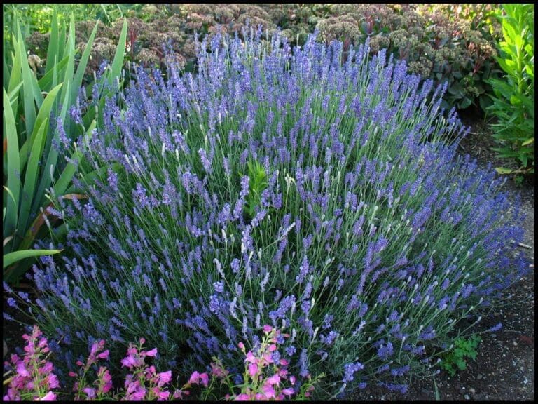 HIDCOTE ENGLISH LAVENDER Hinsdale Nurseries