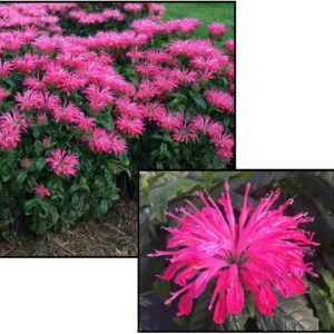 ELECTRIC NEON PINK BEE BALM
