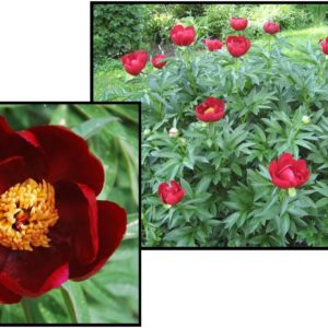 EARLY SCOUT PEONY