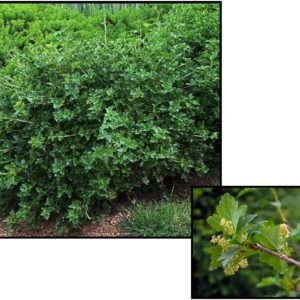 GREEN MOUND CURRANT