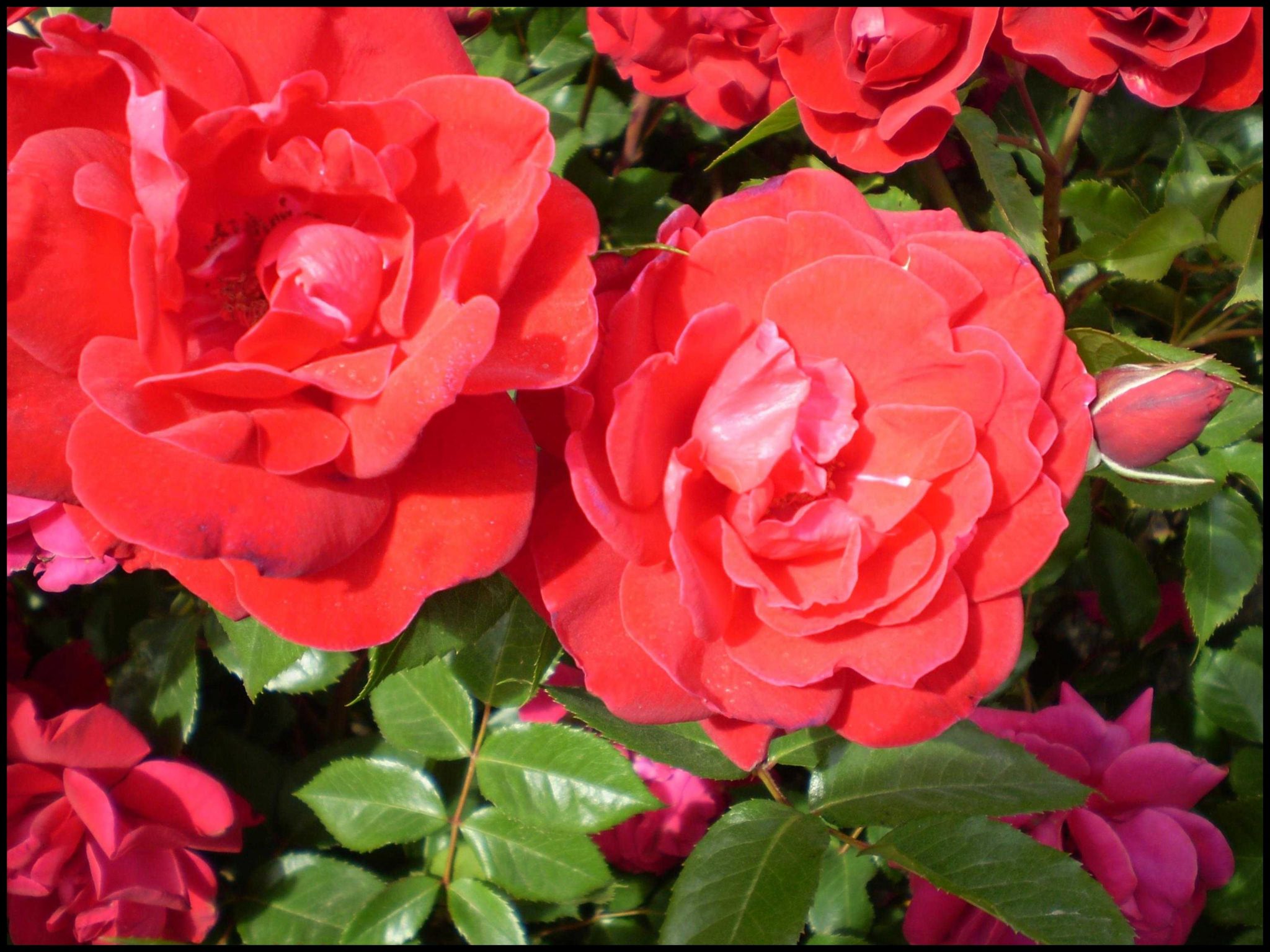 EASY ELEGANCE COMO PARK ROSE Hinsdale Nurseries